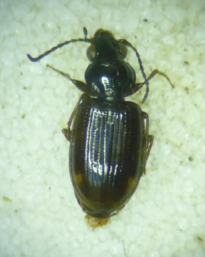 Réf. 335 987 : Bembidion lunulatum